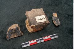 Foto (Seitenansicht) von Quercus sp. (NHMW-GEO-2024-0188-11585)